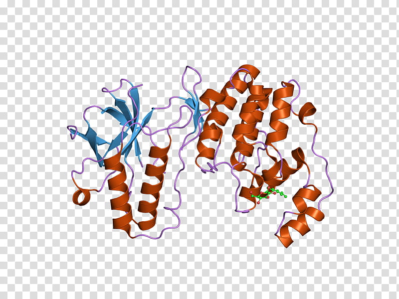 Mapk14 Text, Protein, P38 Mitogenactivated Protein Kinases, Enzyme, Gene, Human, Translation, Line transparent background PNG clipart