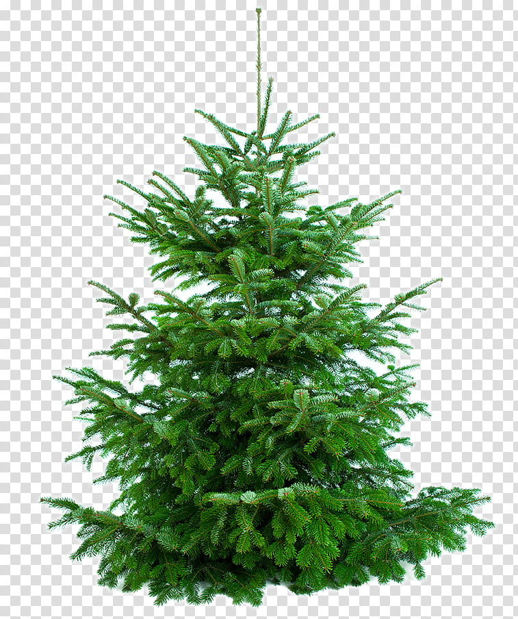 Christmas And New Year, New Year Tree, Spruce, Christmas Tree, Artificial Christmas Tree, Pine, Christmas Day, Ash, O Tannenbaum, Fir transparent background PNG clipart