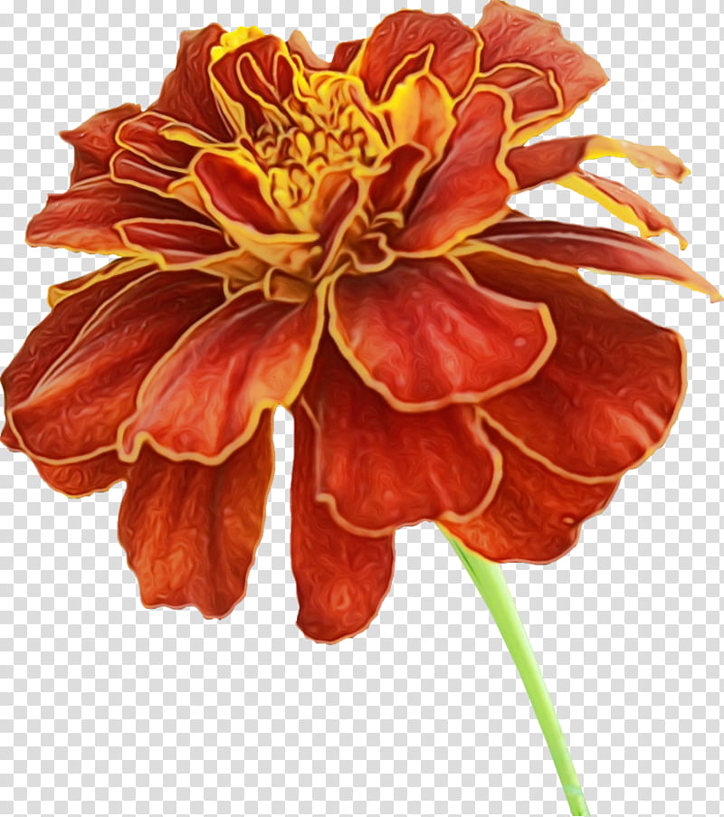 Drawing Of Family, Southern Cone Marigold, Pot Marigold, Mexican Marigold, Flower, Plants, Orange, Petal transparent background PNG clipart