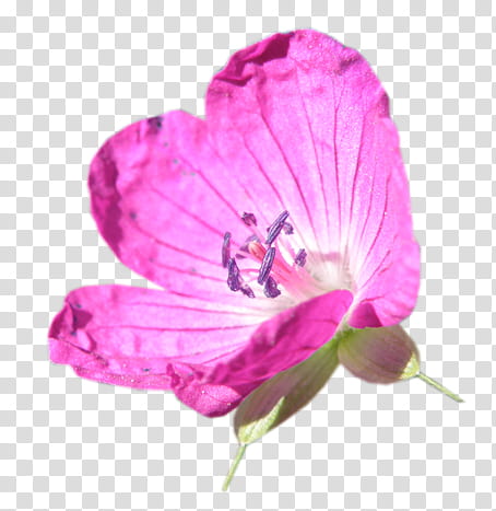 SET Natural, pink flower transparent background PNG clipart