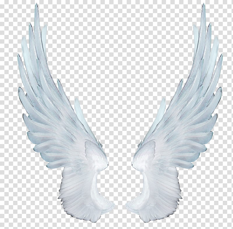 Angel Wings , white wings illustration transparent