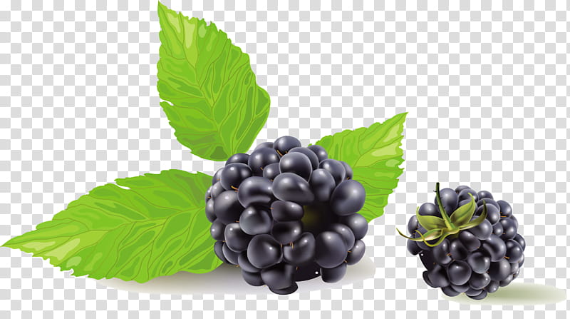 Fruit, Blueberry Tea, Raspberry, Boysenberry, Berries, Red Raspberry, Bilberry, Blackberry transparent background PNG clipart
