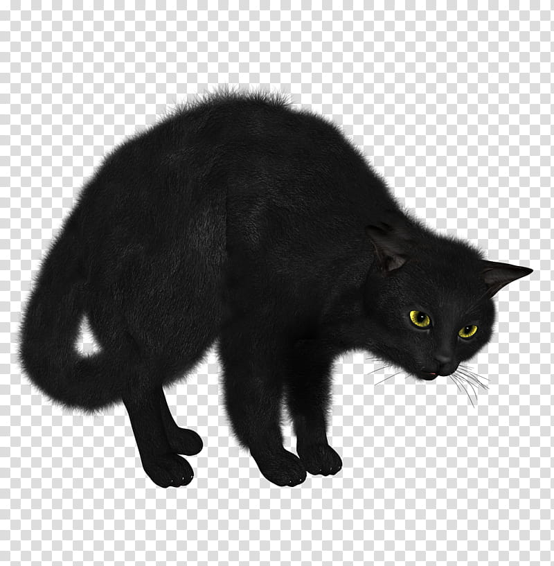 High Quality  Cats , bombay cat transparent background PNG clipart
