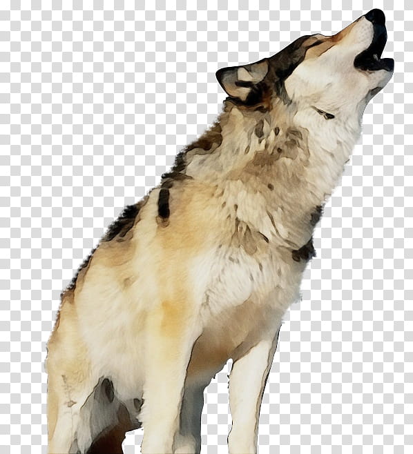 Wolf, Saarloos Wolfdog, Czechoslovakian Wolfdog, Canadian Eskimo Dog, Greenland Dog, Native American Indian Dog, American Eskimo Dog, Breed transparent background PNG clipart