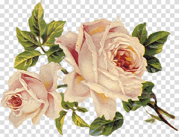 Pink Flowers, Peony, Floral Design, Rose, Vintage Clothing, Antique, Flower Bouquet, Garden Roses transparent background PNG clipart