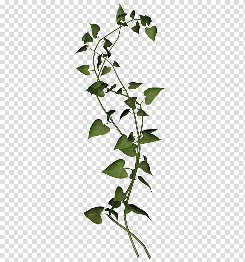D Creeping Plants, green and yellow leaf plant transparent background PNG clipart