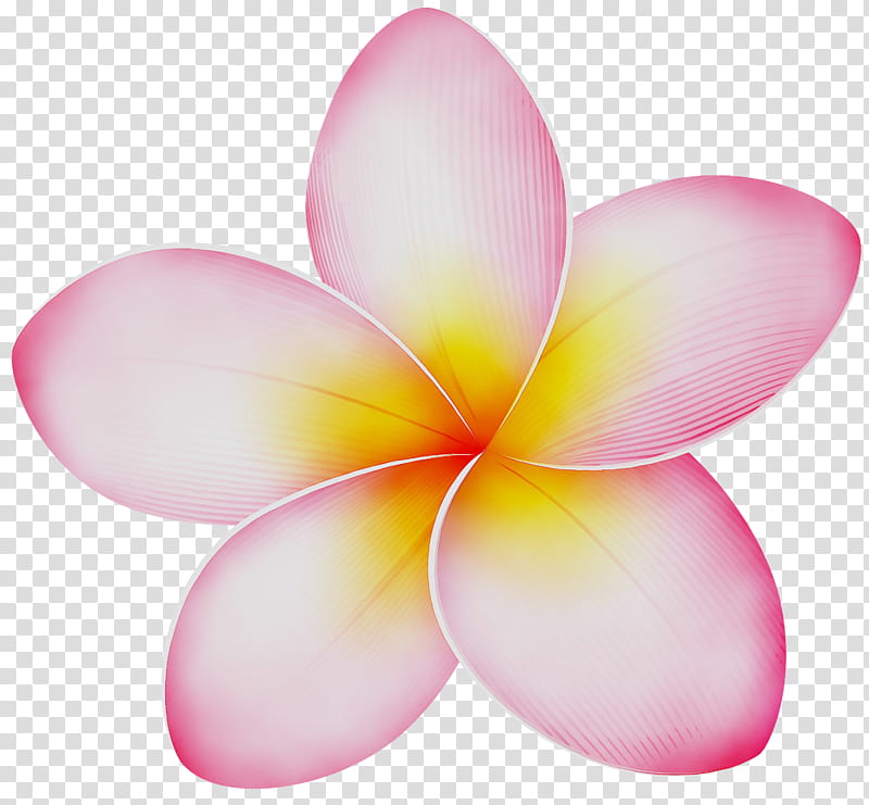 Pink Flower, Pink M, Petal, Frangipani, Plant, Water Lily transparent background PNG clipart