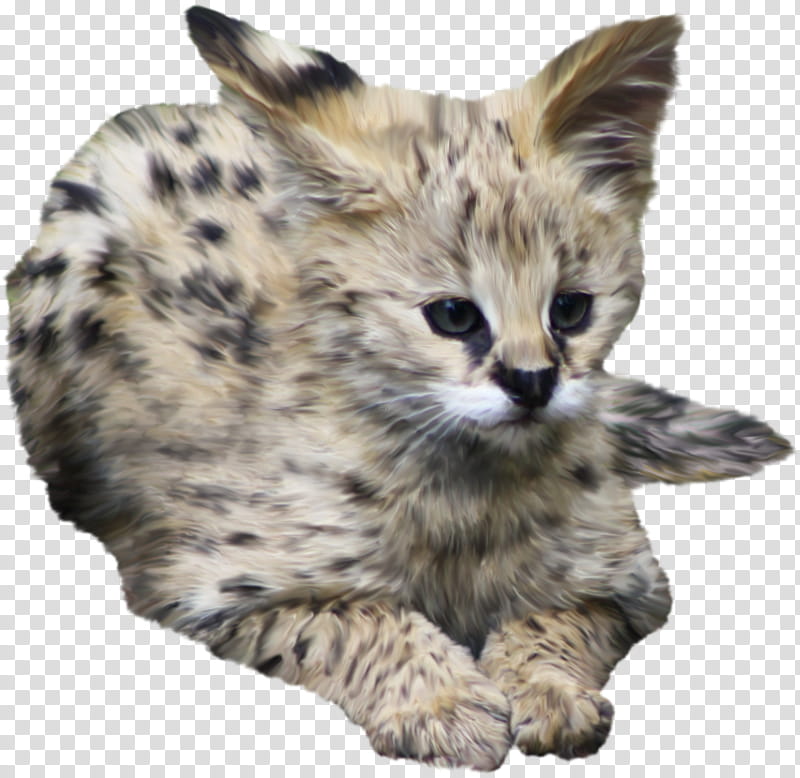 fluffy serval transparent background PNG clipart