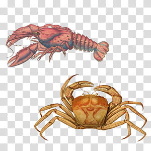 Crab and Lobster, red lobster and crab transparent background PNG clipart thumbnail