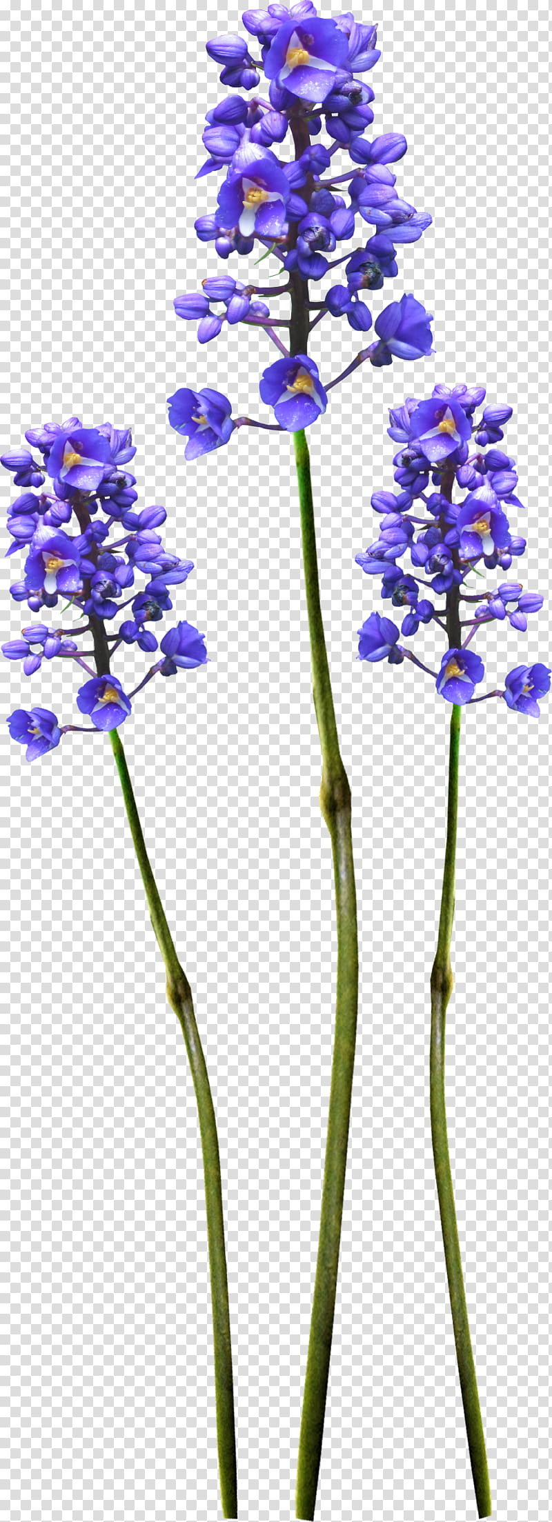 Purple Watercolor Flower, Watercolor Painting, Composition, Flower Bouquet, Wildflower, Saffron, Plant, Flora transparent background PNG clipart