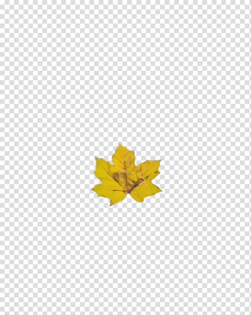 Maple leaf, Yellow, Tree, Plant, Woody Plant transparent background PNG clipart