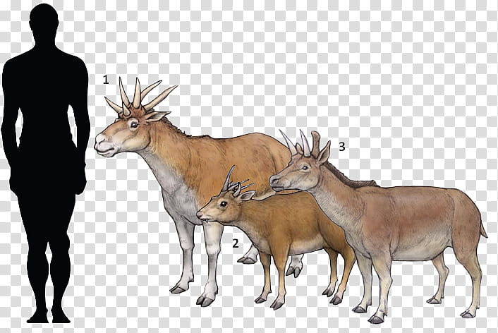 Drawing Of Family, Prehistory, Metridiochoerus, Animal, Taxonomy, Sivatherium, EXTINCTION, Evolution transparent background PNG clipart
