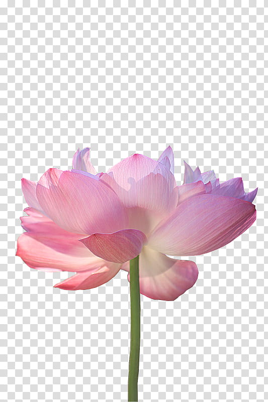 Pink Flower, Sacred Lotus, Lotus Seed, Lofter, Netease, Blog, Dream, Petal transparent background PNG clipart