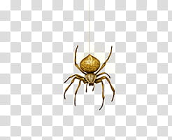 , brown spider hanging on web transparent background PNG clipart