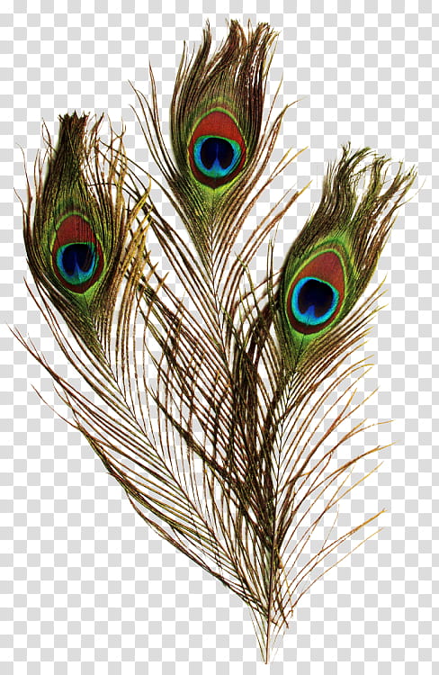 Plumas de Pavo Real transparent background PNG clipart