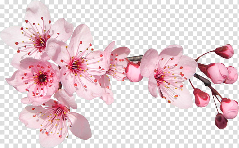 Cherry blossom, Flower, Pink, Petal, Plant, Branch, Spring
, Prunus transparent background PNG clipart