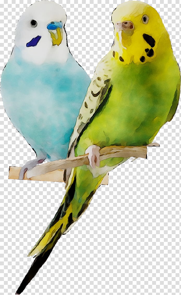 Watercolor Natural, Budgerigar, Lovebird, Parakeet, Beak, Pet, Feather, Cage transparent background PNG clipart
