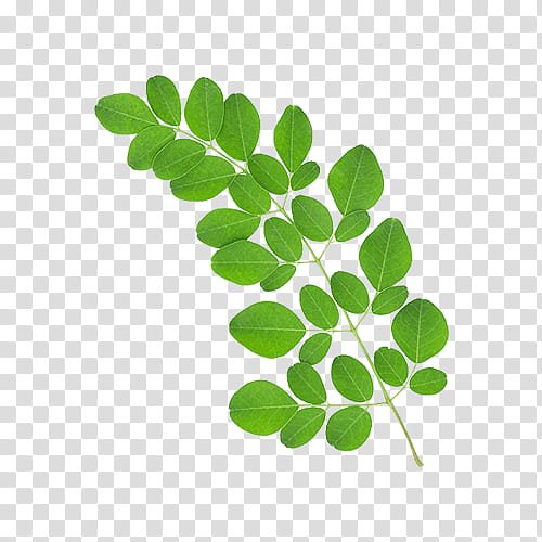 , moringa leaf transparent background PNG clipart