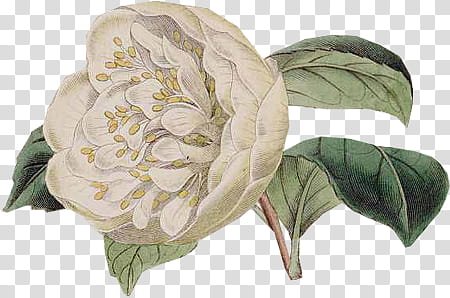 white Southern Magnolia flower transparent background PNG clipart