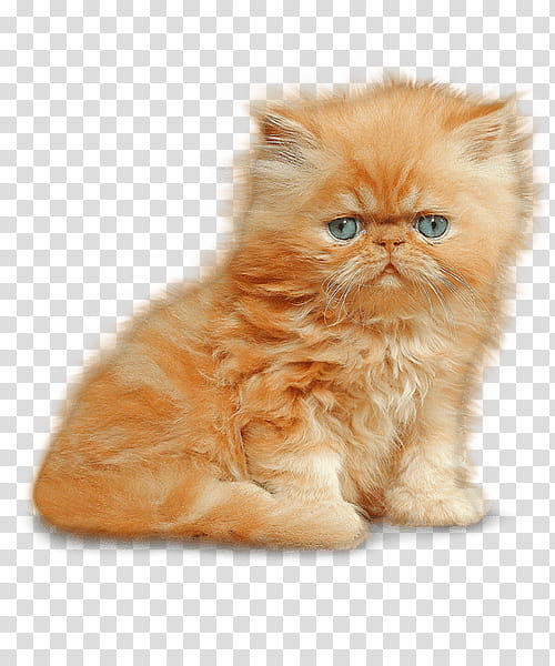 Cartoon Cat, Kitten, Siamese Cat, Ragdoll, Persian Cat, Birman, Munchkin Cat, Himalayan Cat transparent background PNG clipart