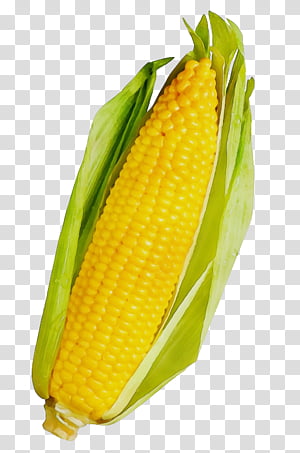 corn kernels corn corn on the cob sweet corn corn on the cob, Watercolor, Paint, Wet Ink, Vegetable, Vegetarian Food, Cuisine transparent background PNG clipart thumbnail