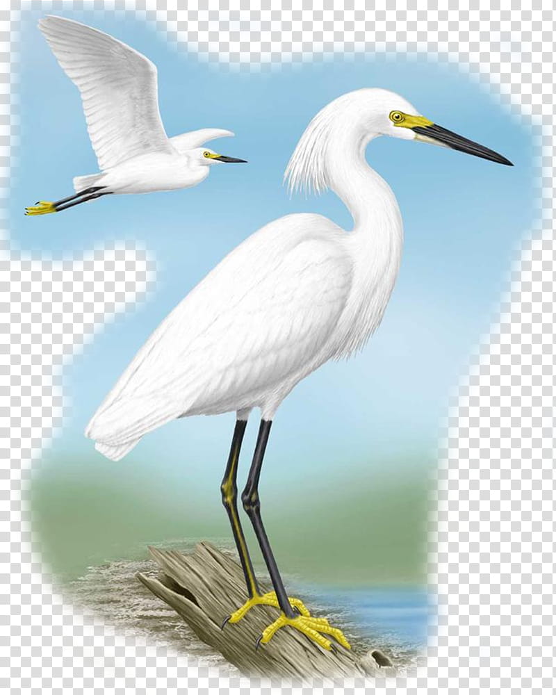 Chinese, Great Egret, Snowy Egret, Bird, Beak, Chinese Egret, Cattle Egret, Ibis transparent background PNG clipart
