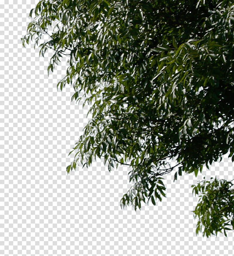 tree corner , green and yellow leaf plant transparent background PNG clipart