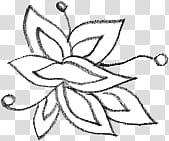 Doodling s, white flower transparent background PNG clipart