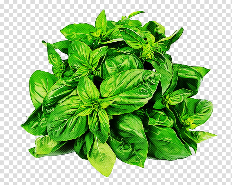 leaf basil plant food herb, Flower, Vegetable, Ingredient, Ocimum, Lemon Basil transparent background PNG clipart