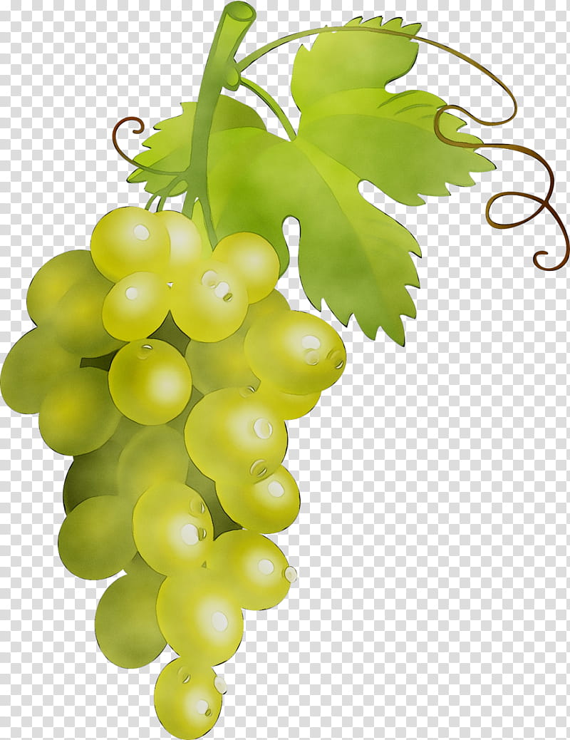 Leaves, Sultana, Grape, Verjuice, Seedless Fruit, Common Grape Vine, Food, Grape Leaves transparent background PNG clipart