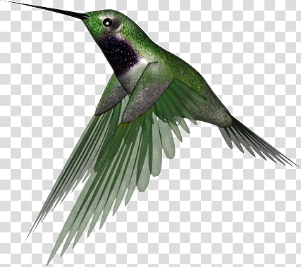 Emerald Hummingbird I, green and gray hummingbird transparent background PNG clipart