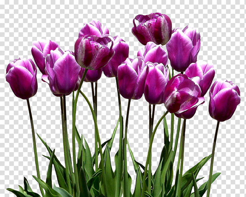 Lily Flower, Tulip, Blog, Plant, Petal, Purple, Violet, Plant Stem transparent background PNG clipart
