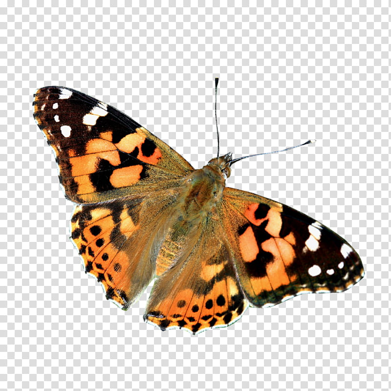 Monarch Butterfly, Mcminnville, Organization, Pieridae, Family, Child, Brushfooted Butterflies, Facebook transparent background PNG clipart