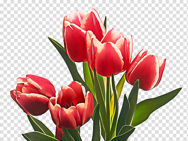 flower flowering plant petal tulip plant, Tulipa Humilis, Red, Cut Flowers, Lady Tulip transparent background PNG clipart