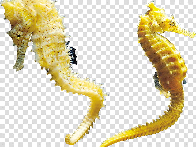 Animal Seahorse, Spiny Seahorse, Pipefishes And Allies, Hippocampus, Northern Seahorse, Aquatic Animal, Centipede transparent background PNG clipart