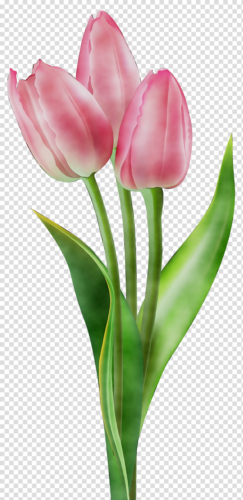 Lily Flower, Tulip, Pink Flowers, Painting, Flower Bouquet, Floral Design, Vase Tulip, Tulip Vase transparent background PNG clipart
