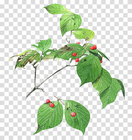 , red berries transparent background PNG clipart