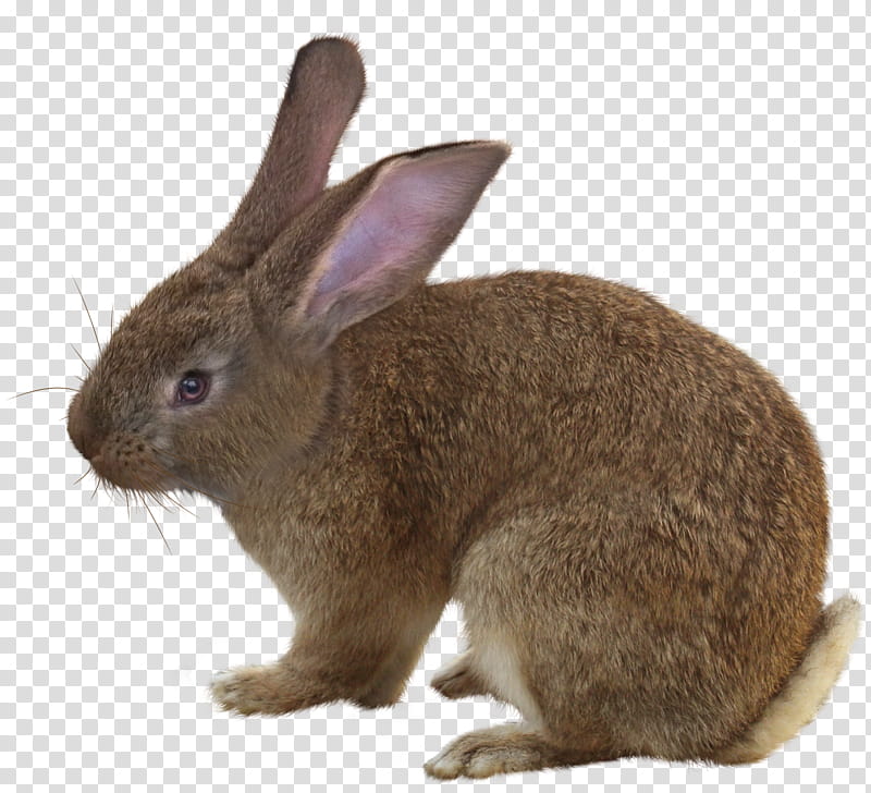 Brown rabbit