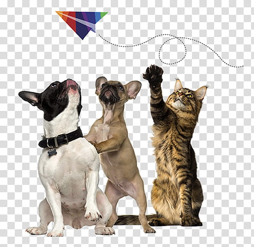 Dog And Cat, French Bulldog, Pet, Pet Shipping, Leash, Snout, Paw transparent background PNG clipart