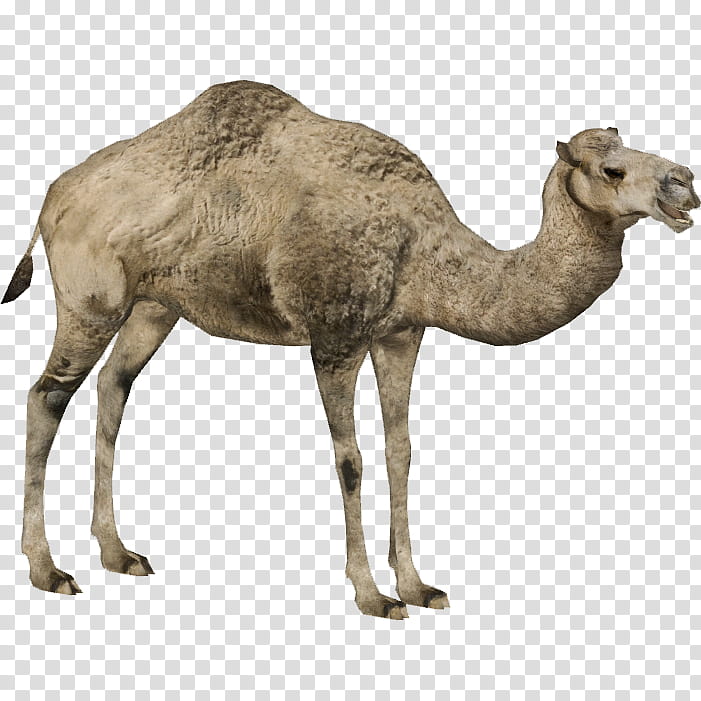 Animal, Dromedary, Bactrian Camel, Zoo Tycoon 2, Australian Feral Camel, Desert, Drawing, Domestic Animal transparent background PNG clipart