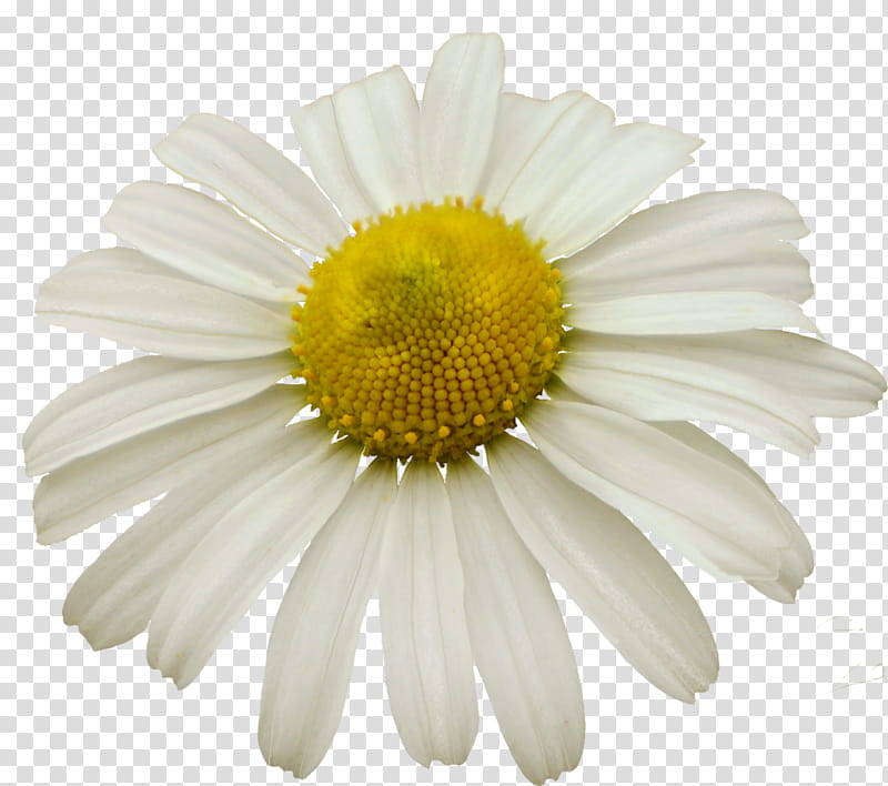 Chamomile, blooming white daisy flower transparent background PNG clipart