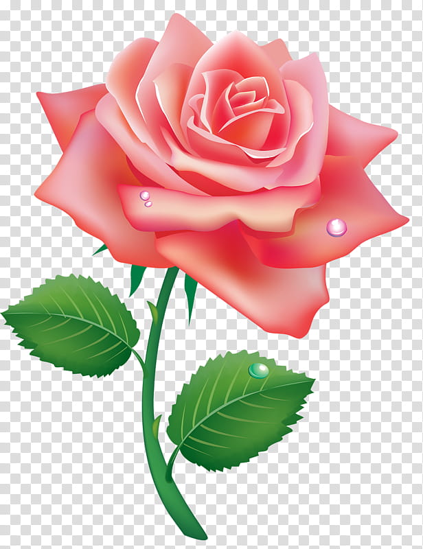 Drawing Of Family, Rose, Flower, Garden Roses, Pink, Petal, Hybrid Tea Rose, Plant transparent background PNG clipart