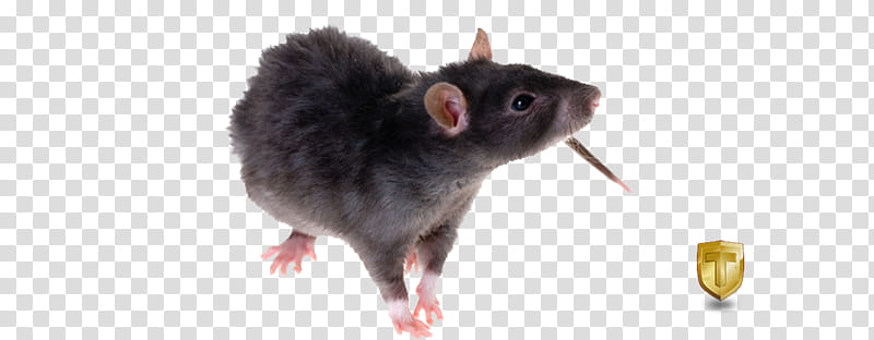 Cartoon Mouse, Brown Rat, Black Rat, Laboratory Rat, Krysa, Pest, Ratcatcher, Muridae transparent background PNG clipart