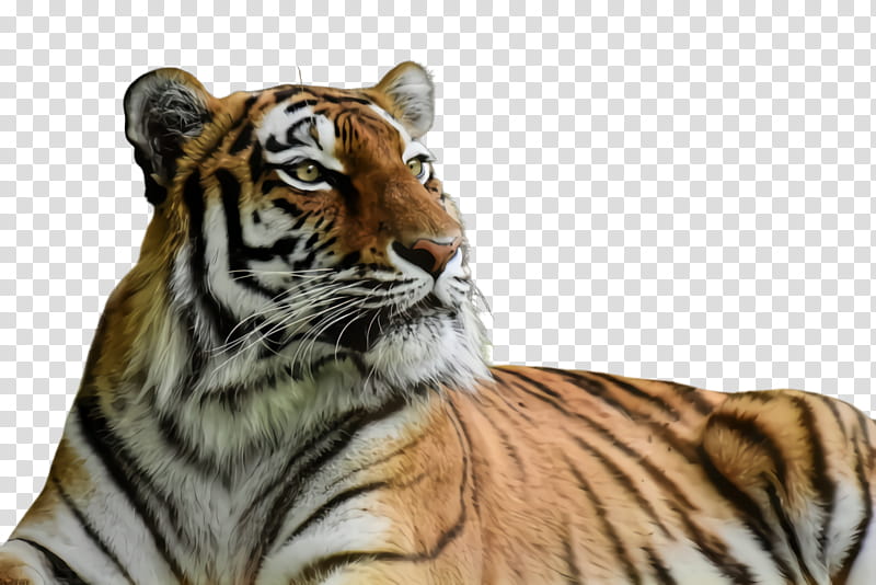 tiger wildlife bengal tiger siberian tiger terrestrial animal, Whiskers transparent background PNG clipart