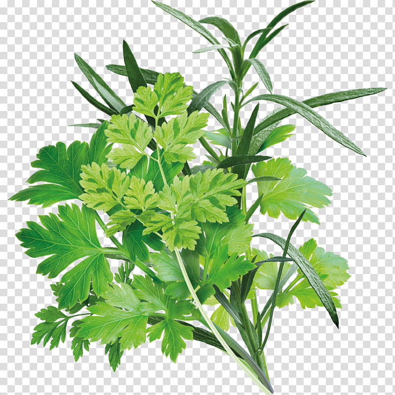 Cartoon Plane, Alamy, Fines Herbes, Flower, Plant, Leaf, Parsley, Leaf Vegetable transparent background PNG clipart
