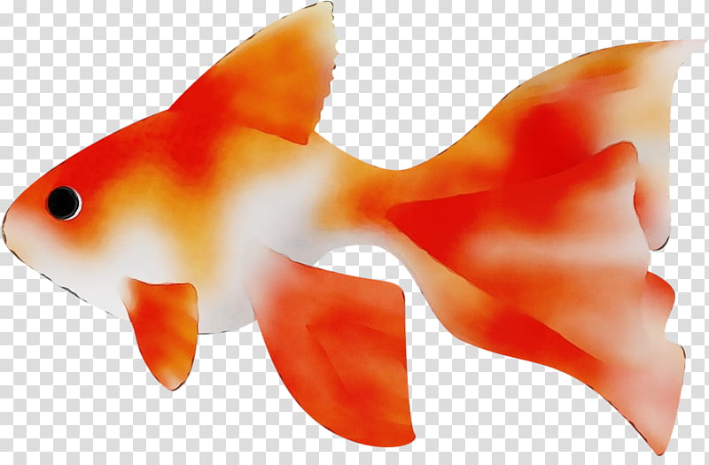Orange, Watercolor, Paint, Wet Ink, Fish, Fin, Goldfish, Marine Biology transparent background PNG clipart