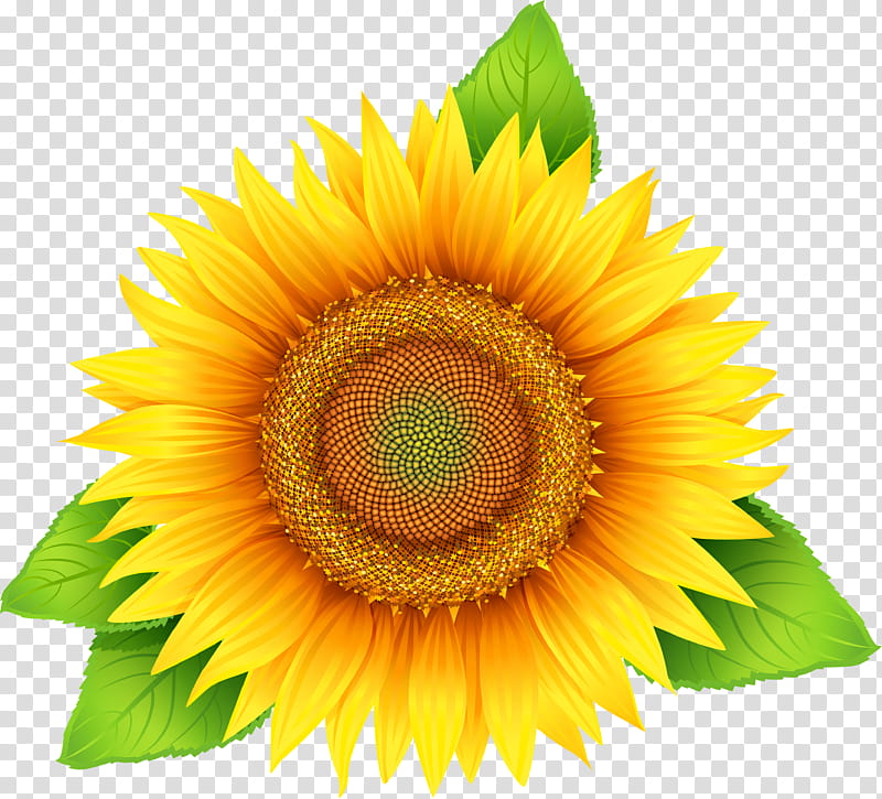 graphy Logo, Sunflower Oil, Common Sunflower, Sunflower Seed, Label, Oil Paint, Yellow, Plant transparent background PNG clipart