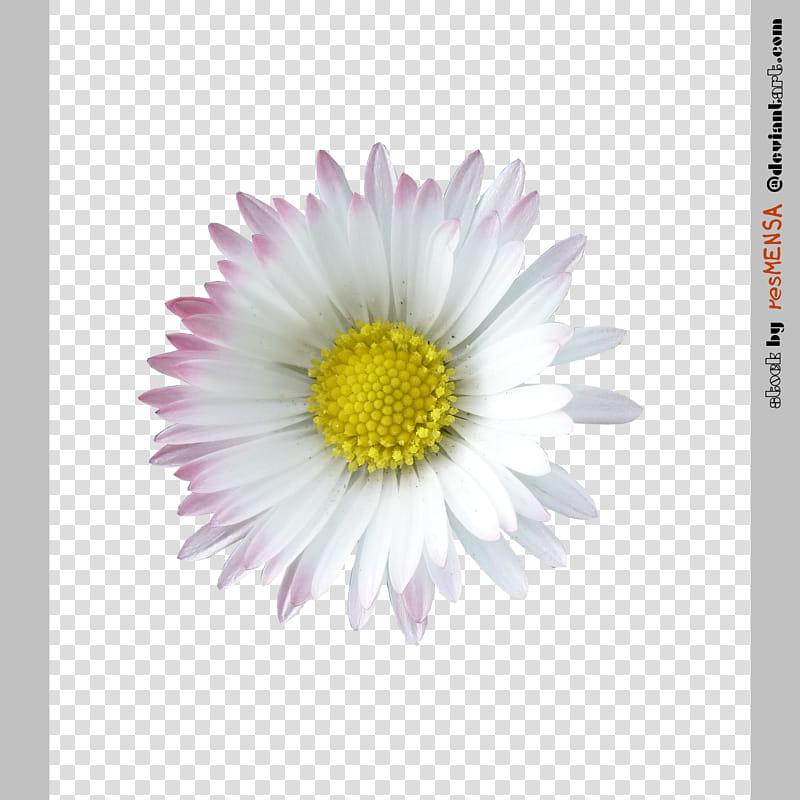 Daisy , white and yellow petaled flower illustration transparent background PNG clipart