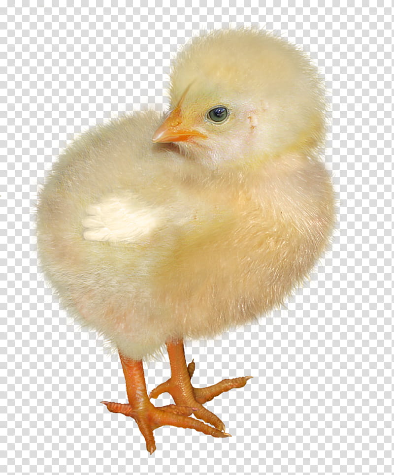 yellow chick transparent background PNG clipart