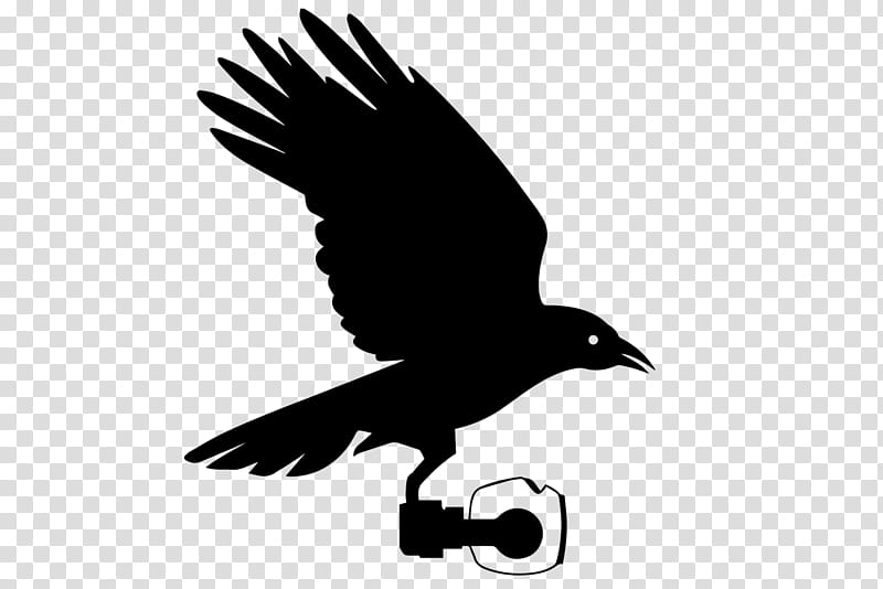 Bird Logo, Aerial , American Crow, Unmanned Aerial Vehicle, Bald Eagle, Building, Raven, Crows transparent background PNG clipart